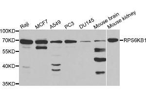 Western blot analysis of extracts of various cell lines, using RPS6KB1 antibody. (RPS6KB1 antibody)
