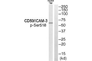 Western blot analysis of extracts from HepG2 cells treated with TNF, using CD50/ICAM-3 (Phospho-Ser518) antibody. (ICAM-3/CD50 antibody  (pSer518))