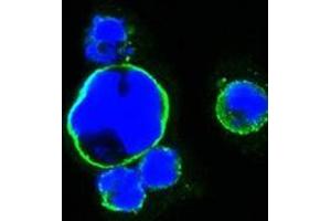 Confocal immunofluorescence analysis of HEK293 cells trasfected with full-length ISL1-hIgGFc using ISL1 antibody (green). (ISL1 antibody)