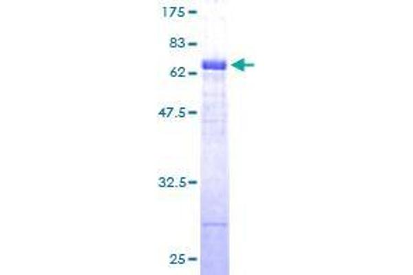 DNAJB11 Protein (AA 1-358) (GST tag)