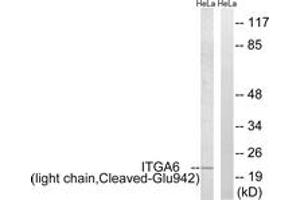 Western blot analysis of extracts from HeLa cells, treated with etoposide 25uM 24h, using ITGA6 (light chain,Cleaved-Glu942) Antibody.
