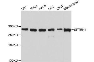Western blot analysis of extracts of various cell lines, using SPTBN1 antibody (ABIN1874930) at 1:3000 dilution. (SPTBN1 antibody)