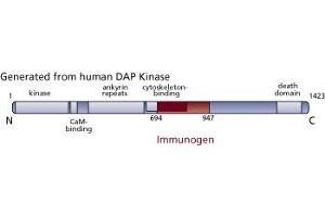 Image no. 3 for anti-Death-Associated Protein Kinase 1 (DAPK1) (AA 694-947) antibody (ABIN967885) (DAP Kinase 1 antibody  (AA 694-947))