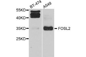 Western blot analysis of extract of BT474 and A549 cells, using FOSL2 antibody. (FOSL2 antibody)