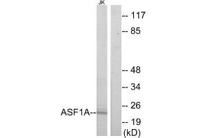 Western Blotting (WB) image for anti-ASF1 Anti-Silencing Function 1 Homolog A (S. Cerevisiae) (ASF1A) (Internal Region) antibody (ABIN1850104) (ASF1A antibody  (Internal Region))