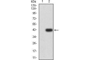 Western blot analysis using ALDH1A1 mAb against HEK293 (1) and ALDH1A1 (AA: 1-110)-hIgGFc transfected HEK293 (2) cell lysate. (ALDH1A1 antibody  (AA 1-110))