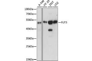 Western blot analysis of extracts of various cell lines, using FUT3 antibody (ABIN7267273) at 1:1000 dilution. (FUT3 antibody  (AA 1-100))