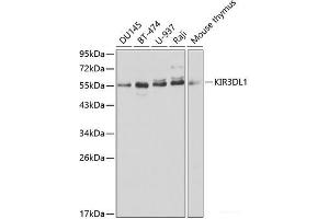 Western blot analysis of extracts of various cell lines using KIR3DL1 Polyclonal Antibody at dilution of 1:1000. (KIR3DL1 antibody)