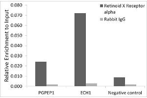 Chromatin immunoprecipitation analysis of extracts of HepG2 cells, using RXRα antibody (ABIN7269948) and rabbit IgG. (Retinoid X Receptor alpha antibody)