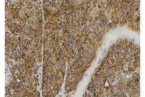 ABIN6277941 at 1/100 staining Human pancreas tissue by IHC-P. (FGF3 antibody)