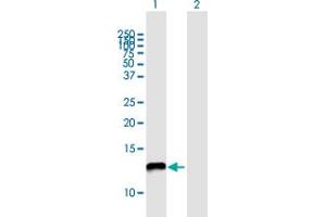 Western Blot analysis of NDUFA5 expression in transfected 293T cell line by NDUFA5 MaxPab polyclonal antibody. (NDUFA5 antibody  (AA 1-116))