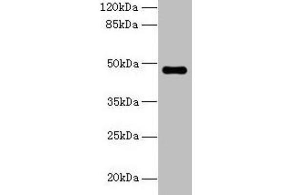 ZNF821 antibody  (AA 1-370)