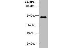 Western blot All lanes: ZNF821 antibody at 8 μg/mL + MCF-7 whole cell lysate Secondary Goat polyclonal to rabbit IgG at 1/10000 dilution Predicted band size: 47, 43 kDa Observed band size: 47 kDa (ZNF821 antibody  (AA 1-370))
