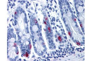 Anti-MLNR antibody IHC of human small intestine. (Motilin Receptor antibody  (Cytoplasmic Domain))