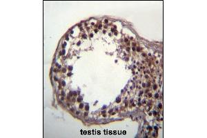 DAZ3 Antibody (C-term) (ABIN656239 and ABIN2845555) immunohistochemistry analysis in formalin fixed and paraffin embedded human testis tissue followed by peroxidase conjugation of the secondary antibody and DAB staining. (DAZ3 antibody  (C-Term))