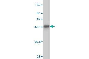Western Blot detection against Immunogen (38.
