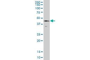 SERPINE1 MaxPab polyclonal antibody. (PAI1 antibody  (AA 1-402))