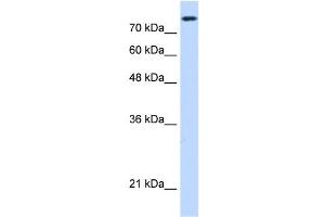 NCAPH antibody used at 0. (NCAPH antibody  (C-Term))