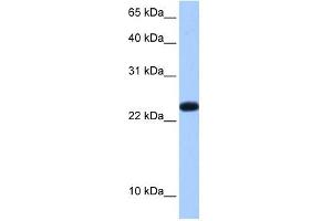 C19ORF24 antibody used at 0.