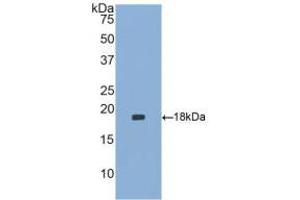 Western blot analysis of recombinant Human HBEGF. (HBEGF antibody  (AA 21-160))