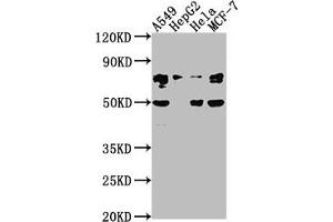 LEO1 antibody  (AA 2-24)