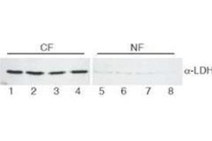 Western Blot of Goat Anti-Lactate Dehydrogenase antibody.