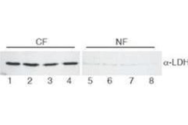 Lactate Dehydrogenase anticorps  (Biotin)