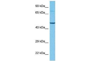 Western Blotting (WB) image for anti-Tumor Necrosis Factor Receptor Superfamily, Member 1A (TNFRSF1A) (N-Term) antibody (ABIN2792105)