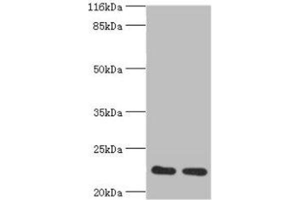 RERG anticorps  (AA 1-199)