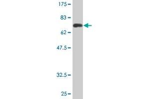 ARR3 antibody  (AA 1-359)