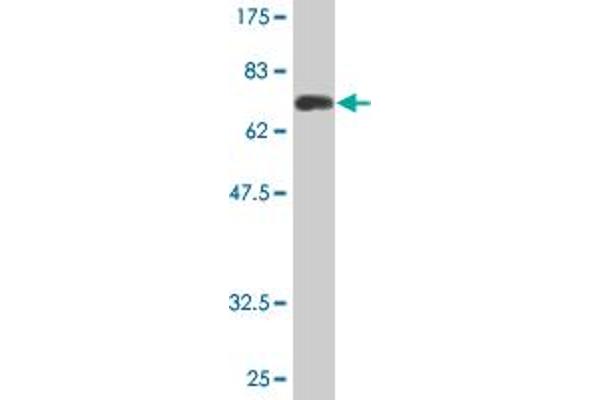 ARR3 antibody  (AA 1-359)