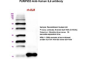 Image no. 1 for anti-Interleukin 8 (IL8) antibody (ABIN1112409) (IL-8 antibody)