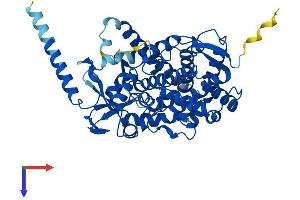 AlphaFold protein structure predicition of Human Recombinant CYP46A1 Protein, UniprotID Q9Y6A2 (CYP46A1 Protein (AA 1-500) (His tag))