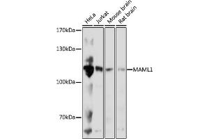 Western blot analysis of extracts of various cell lines, using M antibody (ABIN7268409) at 1:1000 dilution. (MAML1 antibody  (AA 1-300))