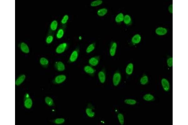 TLE4 antibody  (AA 284-394)