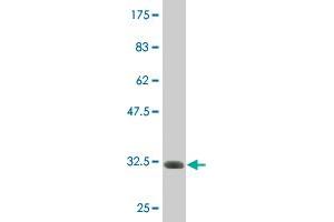 GALNT14 antibody  (AA 494-551)