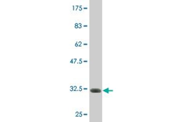 GALNT14 antibody  (AA 494-551)