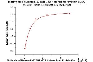 Immobilized Human IL-12 R beta 1, Fc Tag (ABIN6731330,ABIN6809859) at 5 μg/mL (100 μL/well) can bind Biotinylated Human IL-12B&IL-12A Heterodimer Protein, His,Avitag&Flag Tag (ABIN6973104) with a linear range of 0. (IL12 Protein (AA 23-328) (His tag,AVI tag,DYKDDDDK Tag,Biotin))