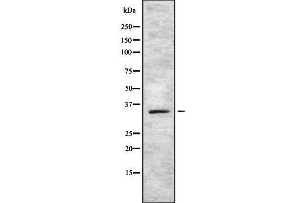 SOX12 antibody  (Internal Region)