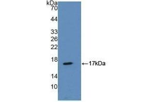Detection of Recombinant ANXA2, Mouse using Polyclonal Antibody to Annexin A2 (ANXA2) (Annexin A2 antibody  (AA 1-339))
