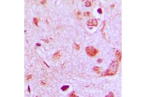 Immunohistochemical analysis of POFUT1 staining in human brain formalin fixed paraffin embedded tissue section. (POFUT1 antibody  (C-Term))