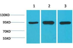 Western Blot (WB) analysis of 1) HeLa, 2)Mouse Brain Tissue, 3) Rat Brain Tissue with HSP90 a Mouse Monoclonal Antibody diluted at 1:2000.