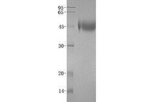 Western Blotting (WB) image for Plasminogen Activator, Urokinase Receptor (PLAUR) (Transcript Variant 2) protein (His tag) (ABIN2713803)