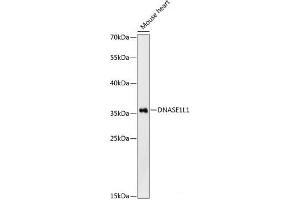 Western blot analysis of extracts of Mouse heart using DNASE1L1 Polyclonal Antibody at dilution of 1:3000. (DNASEX antibody)