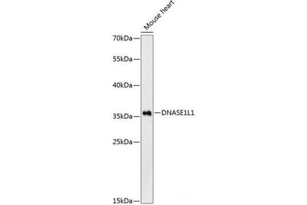 DNASEX antibody