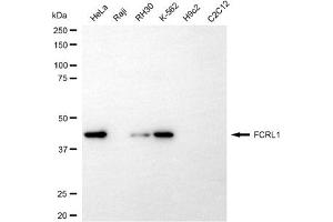 anti-Fc Receptor-Like 1 (FCRL1) antibody
