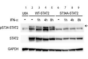 Western Blot of Rabbit anti-STAT2pS734 antibody. (STAT2 antibody  (C-Term, pSer734))
