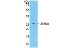 Western blot analysis of recombinant Mouse GSTa4.