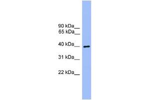 WB Suggested Anti-ATG3  Antibody Titration: 0.