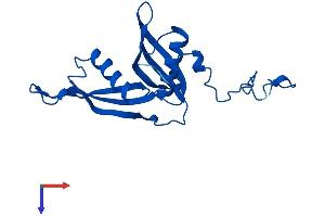 RPL18A Protein (AA 1-176) (His tag)